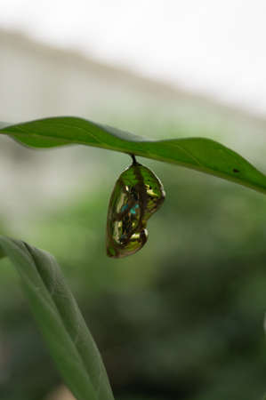 A shiny pupa on a leafの写真素材
