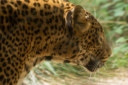 A leopard walkingの写真素材