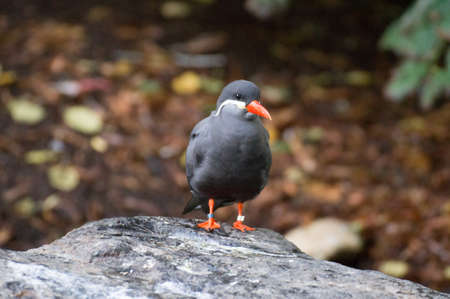 Inca tern on a rock