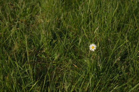 A lonely daisy in the grassの写真素材