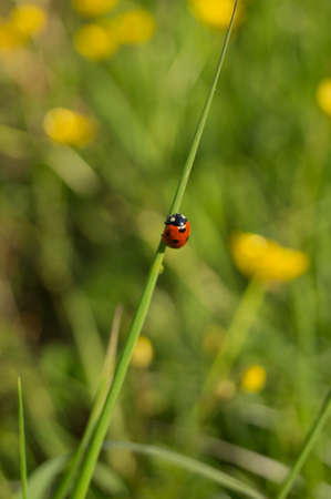 A ladybug on a helm of grassの写真素材