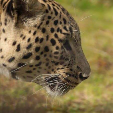 A jaguar walks around focused