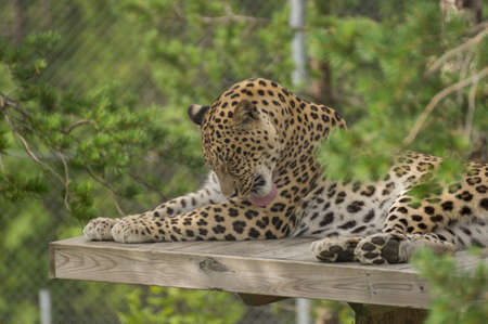 A jaguar is washing himselfの写真素材