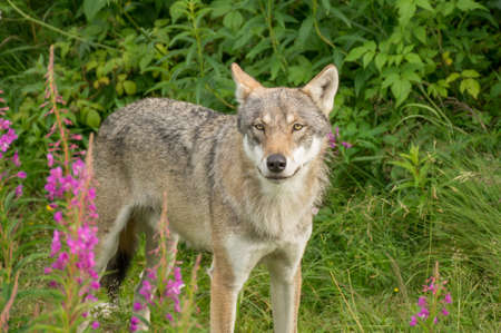 An wolf stands alert in a grassland