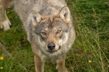 An wolf stands alert in a grassland