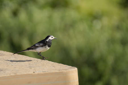 white wagtail on a picknick table in Scotlandの写真素材