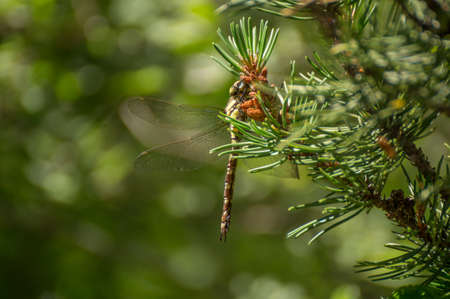 A dragonfly in a tree in Scotlandの写真素材
