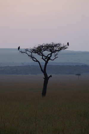 silhouette of a tree with two birds on the savanna of Kenya during sunriseの写真素材
