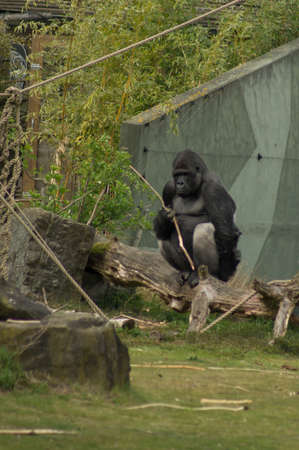 A gorilla is sitting on a lawn.