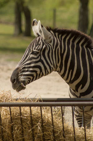 A zebra in the zooの写真素材