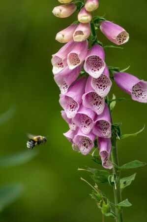A bee pollinates.a foxgloves plantの写真素材