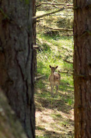 A fallow deer in the trees in the Netherlandsの写真素材