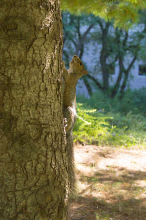 A eastern grey squirrel in Central Park, New Yorkの写真素材