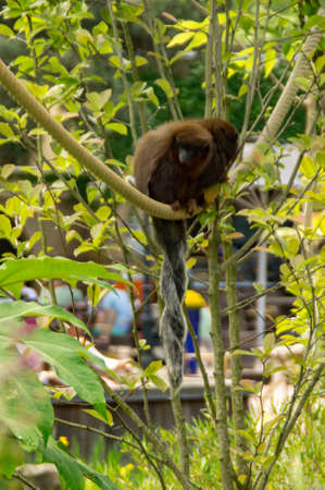 two Coppery titi's with their tails intertwined