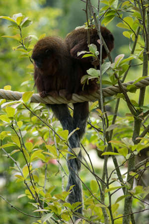two Coppery titi's with their tails intertwined