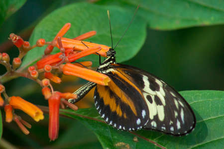 tiger longwing butterfly in a Butterfly Conservatory