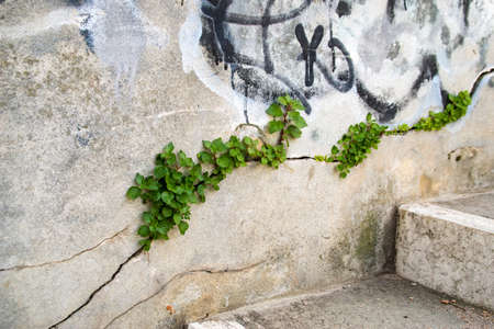 Plants growing in a cracked wall in Venice Italy