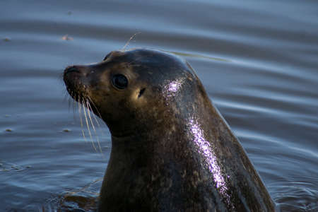 A harbor seal swimming in a zooの写真素材