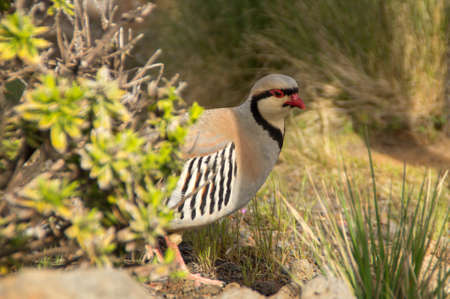 A Chukar partridge on the summit of Haleakala on Maui, Hawaiiの写真素材