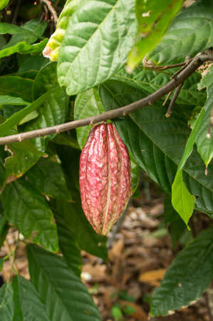 A Cocoa bean on a plantation in Hawaiiの写真素材
