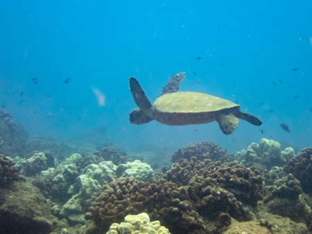 A hawaiian green sea turtle in the pacific ocean near the coast of Hawaiiの写真素材