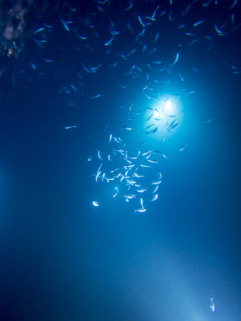 Silhouette of fish in the pacific ocean near Hawaii