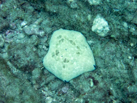 A cushion star starfish on the reef near the coast of Hawaii