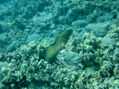 A Whitemouth Moray Eel near the coast of Hawaii