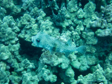 A pufferfish on the reef near the coast of Hawaiiの写真素材