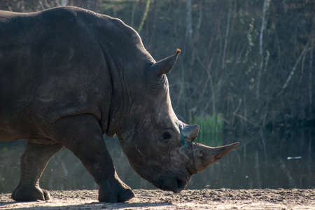 portrait of a Rhinoceros
