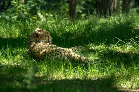 A cheetah lying in the grass