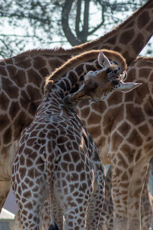Baby giraffe scratching it's backの写真素材