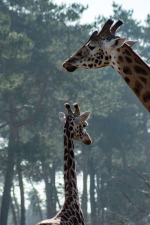 Young giraffe with it's motherの写真素材