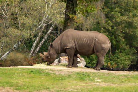 A black Rhinoceros