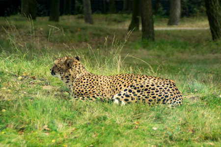 A cheetah lying in the grass