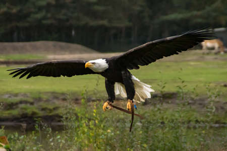 A Bald eagle flying in a show