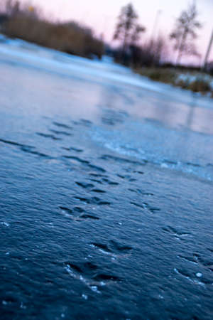 paw prints of a duck in the ice