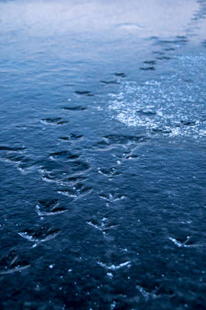 paw prints of a duck in the iceの写真素材