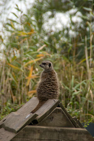A meerkat is alert on the look out