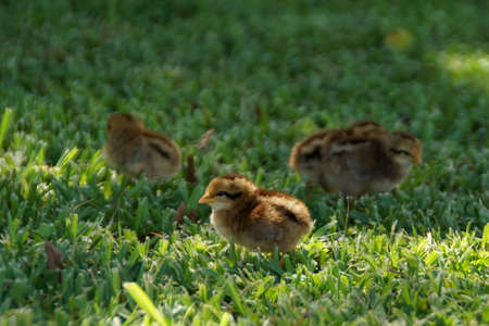 baby chickens stand in the grass in Key West, Florida