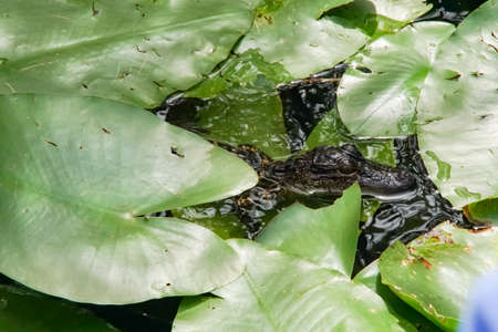 A baby alligator in the Everglades National Park, Florida