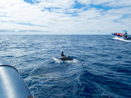 A Common dolphin in the atlantic ocean near the azoresの写真素材