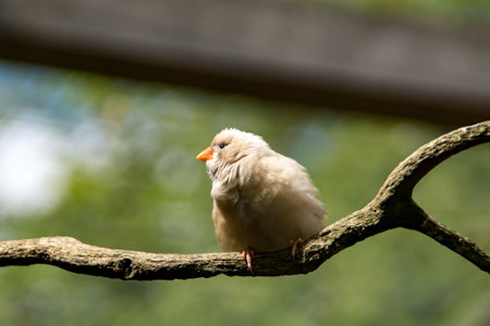 a Sunda zebra finch on a branch