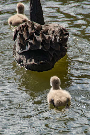 A swan family with black swans and cygnetsの写真素材