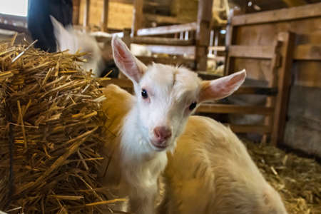 A small baby goat at a farm