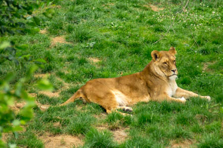 female lion laying in a zooの写真素材