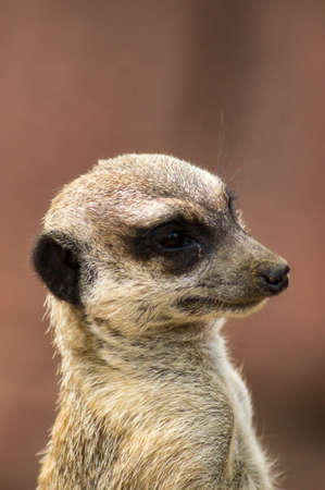 portrait of a meerkatの写真素材