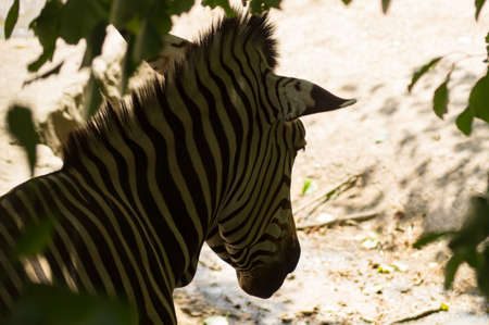 portrait of a zebraの写真素材