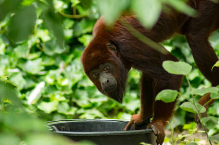 A Colombian red howler in a zoo