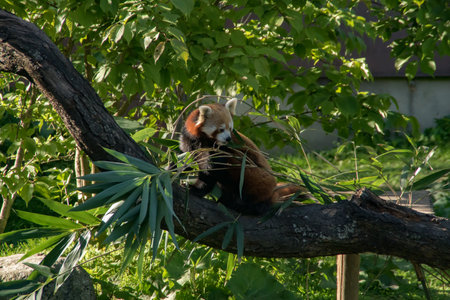 A red panda eating bamboo on a treeの写真素材
